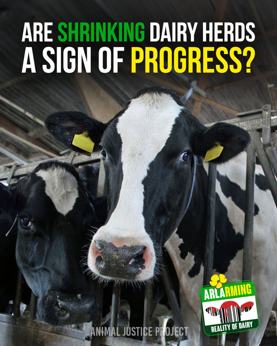 AnimalJusticeProject tweet media