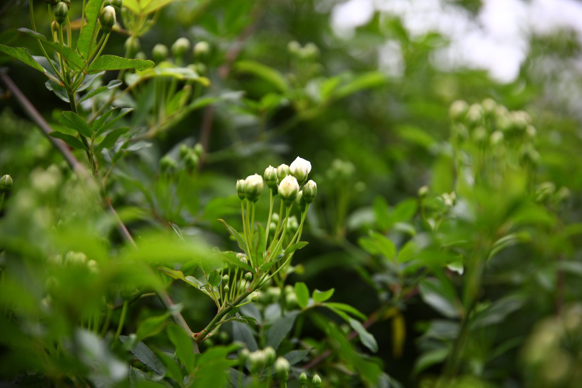 神代植物公園 【公式】 tweet media