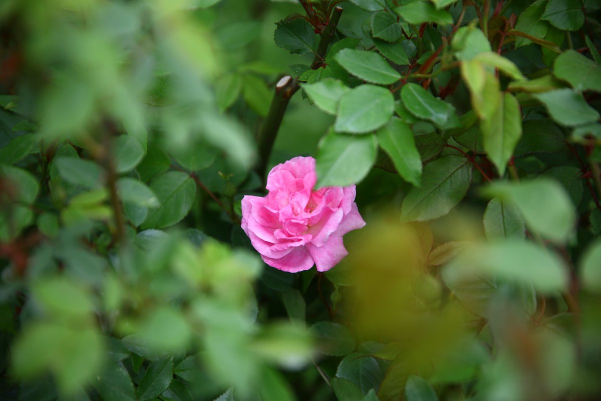 神代植物公園 【公式】 tweet media