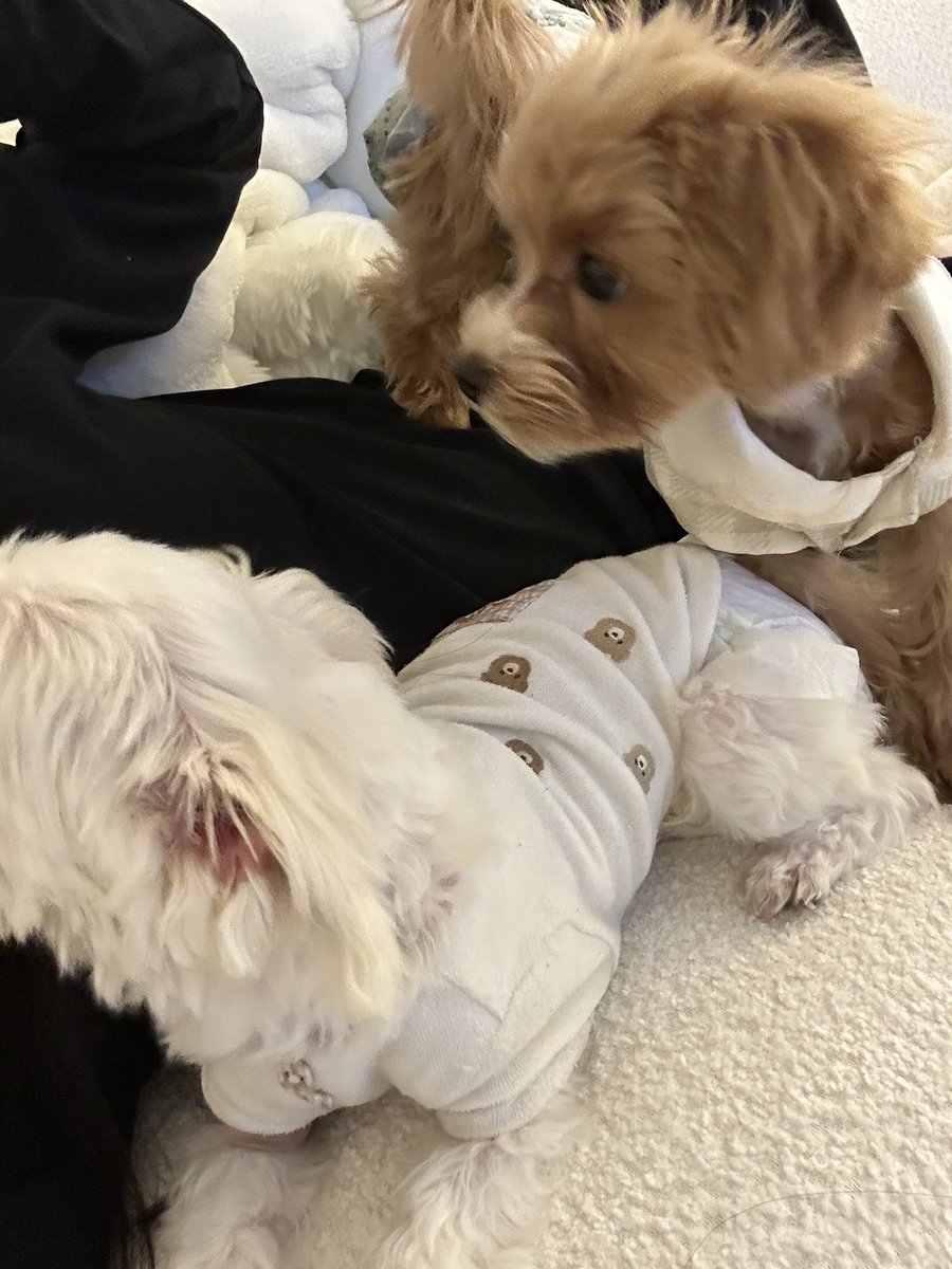oo1029c's tweet photo. モテ期到来🐶♡ https://t.co/PNpOkCSnQm