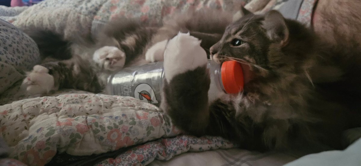 Rin Rin 🐰🎀 tweet media