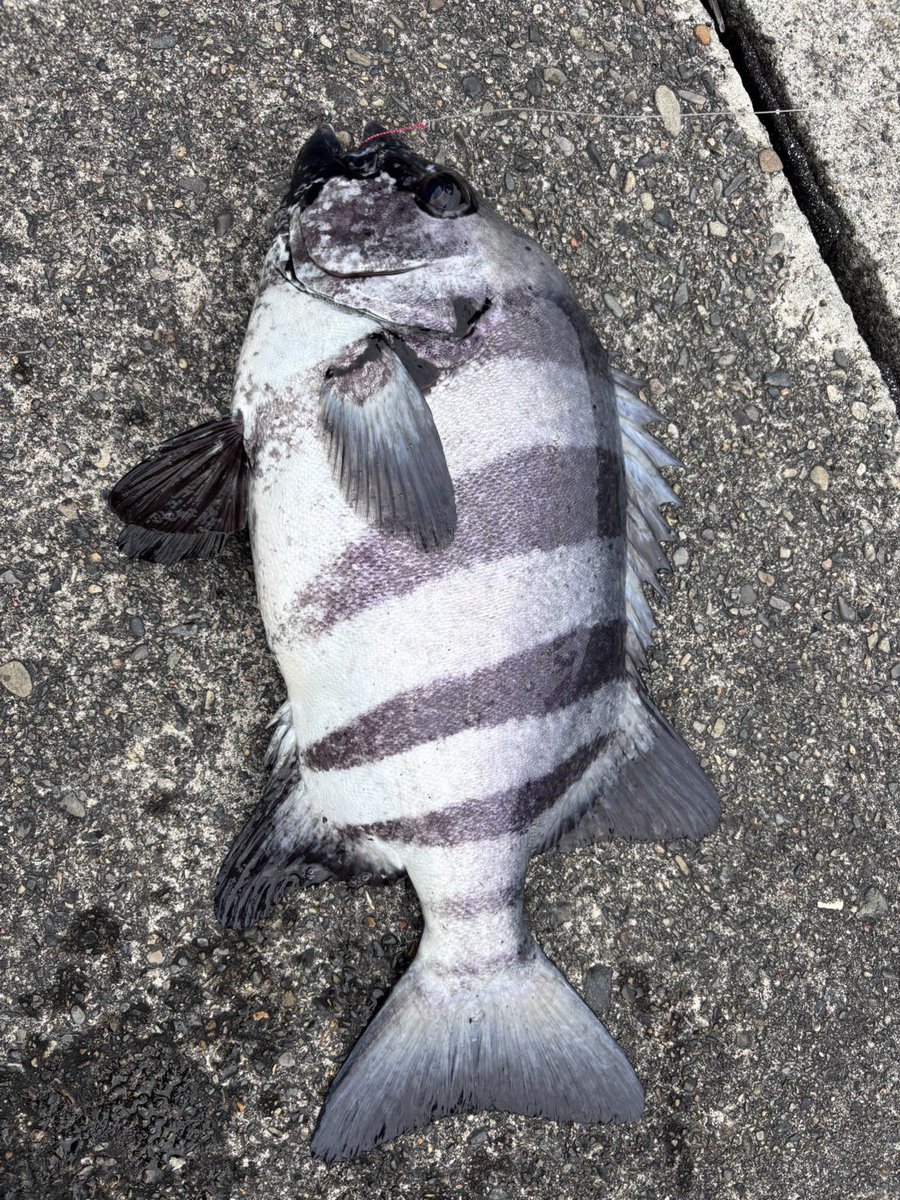 egiparapa's tweet photo. またまた事故記録更新🆙
かぶせ釣りの威力凄まじい🎣
毎晩バラシスタのけんじさんとか竹屋さんとかの動画見て勉強📚
かぶせ釣りのロッドが届くまではシーバスロッドで頑張ってたんですよー。
ちゃんと釣れてくれました♪🐟
５６センチ3.2キロ立派な本石です‼️ https://t.co/dPqQqoMk6E