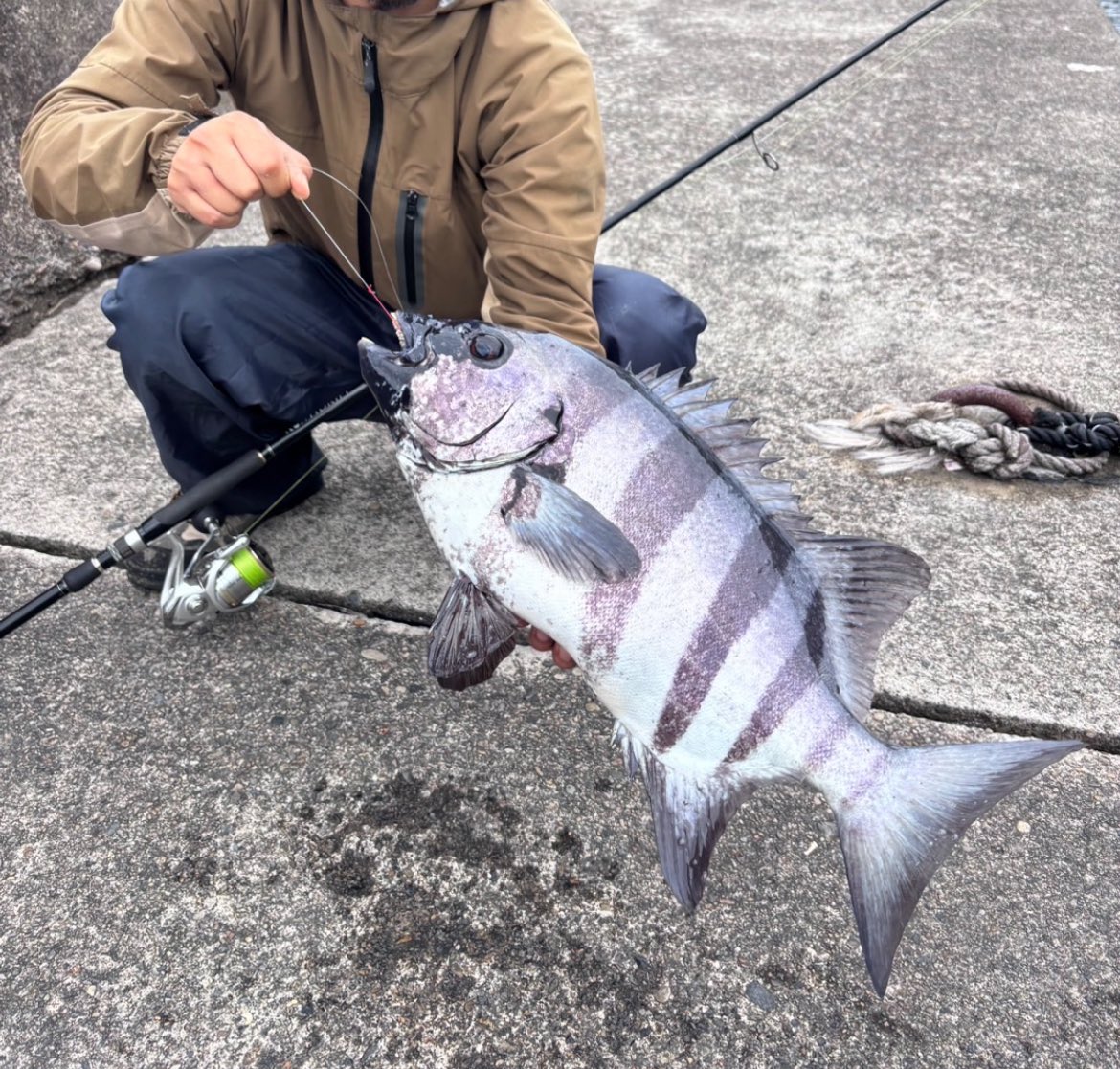egiparapa's tweet photo. またまた事故記録更新🆙
かぶせ釣りの威力凄まじい🎣
毎晩バラシスタのけんじさんとか竹屋さんとかの動画見て勉強📚
かぶせ釣りのロッドが届くまではシーバスロッドで頑張ってたんですよー。
ちゃんと釣れてくれました♪🐟
５６センチ3.2キロ立派な本石です‼️ https://t.co/dPqQqoMk6E