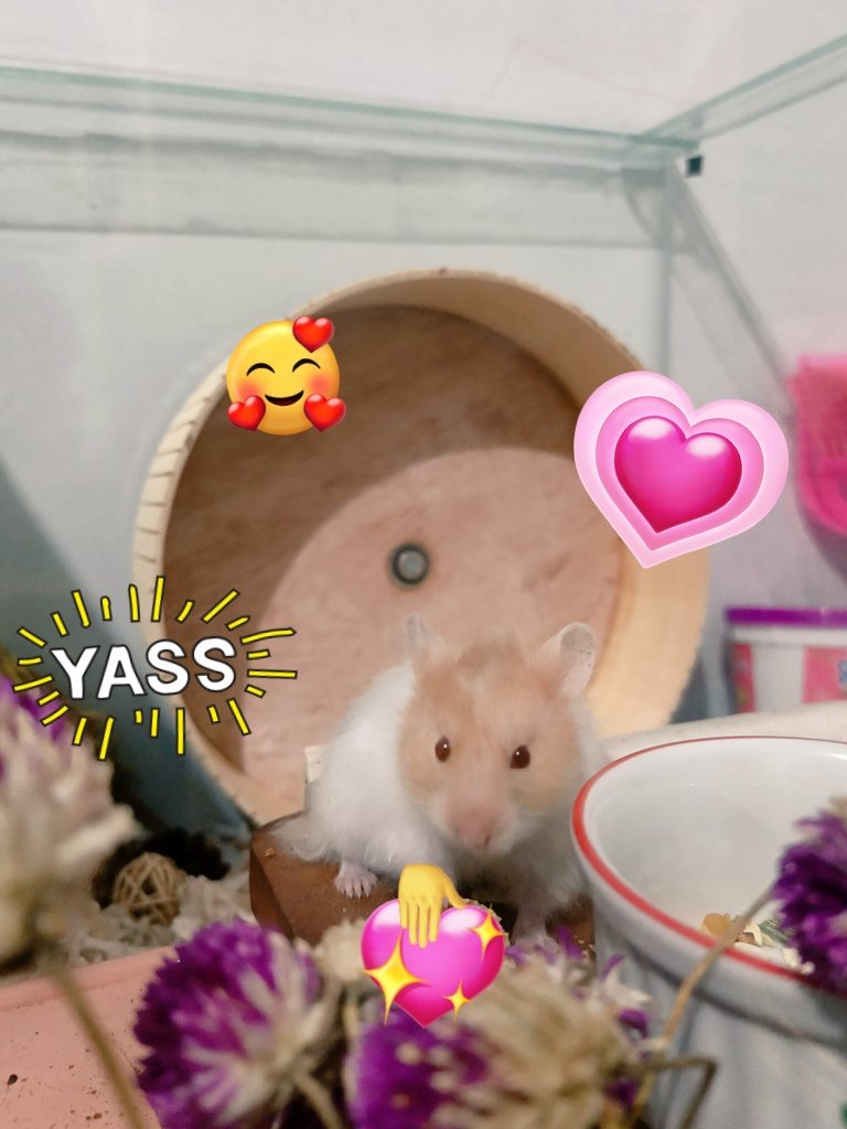 Tiny Bila 🐹 | Small Pet Care tweet media