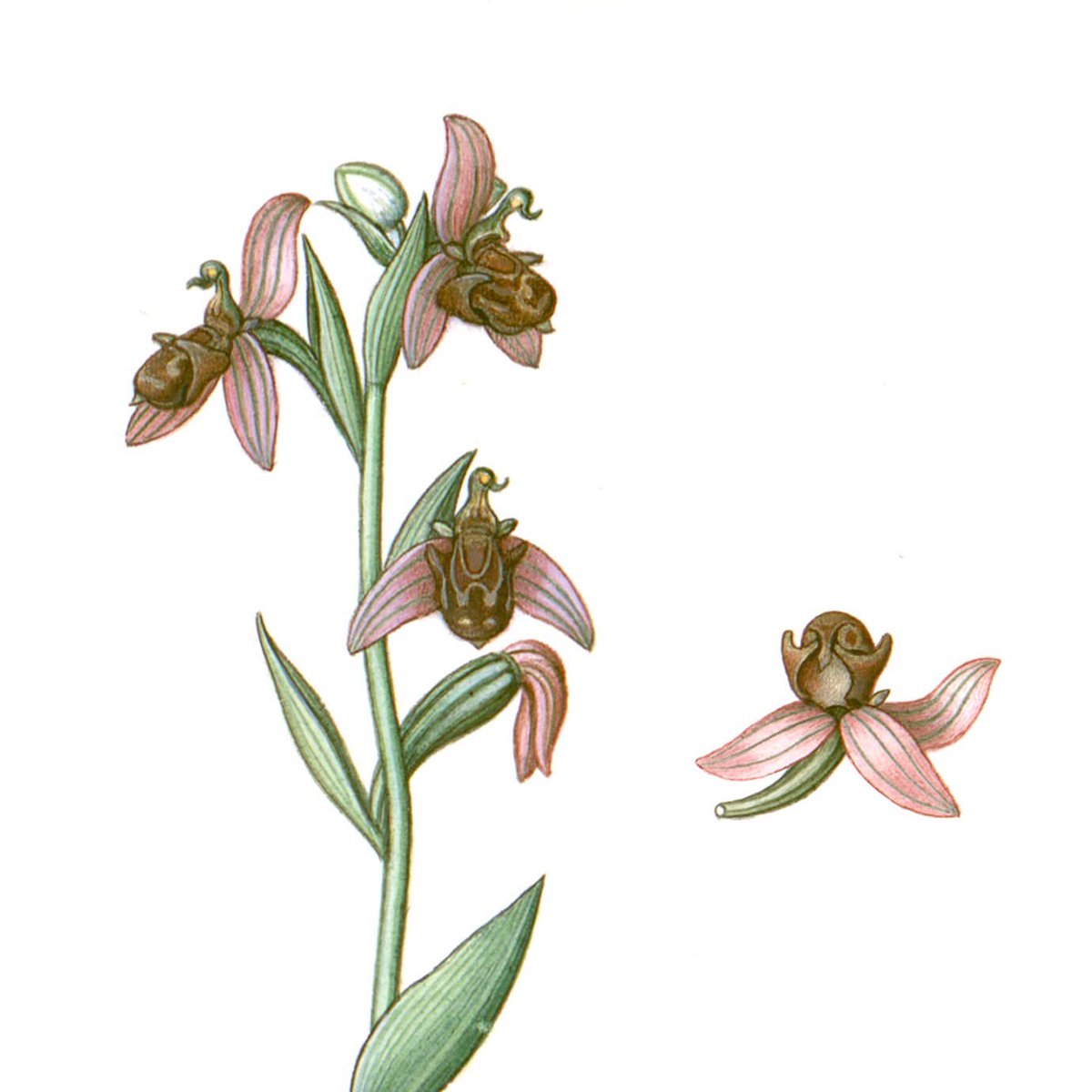 GennadiusL's tweet image. #ΜεγάληΠαρασκευή #GoodFriday 
(Following in English)

Άγρια ορχιδέα (Orchidaceae). Ένα από τα ογδόντα σχέδια αυτοφυών φυτών της νήσου Κέρκυρας, ζωγραφισμένα από τον Gasparo Scola κατά παραγγελία του κόμη του Guilford, Frederick North (περ. 1825).