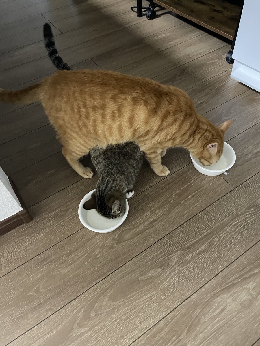 むぎときび tweet media