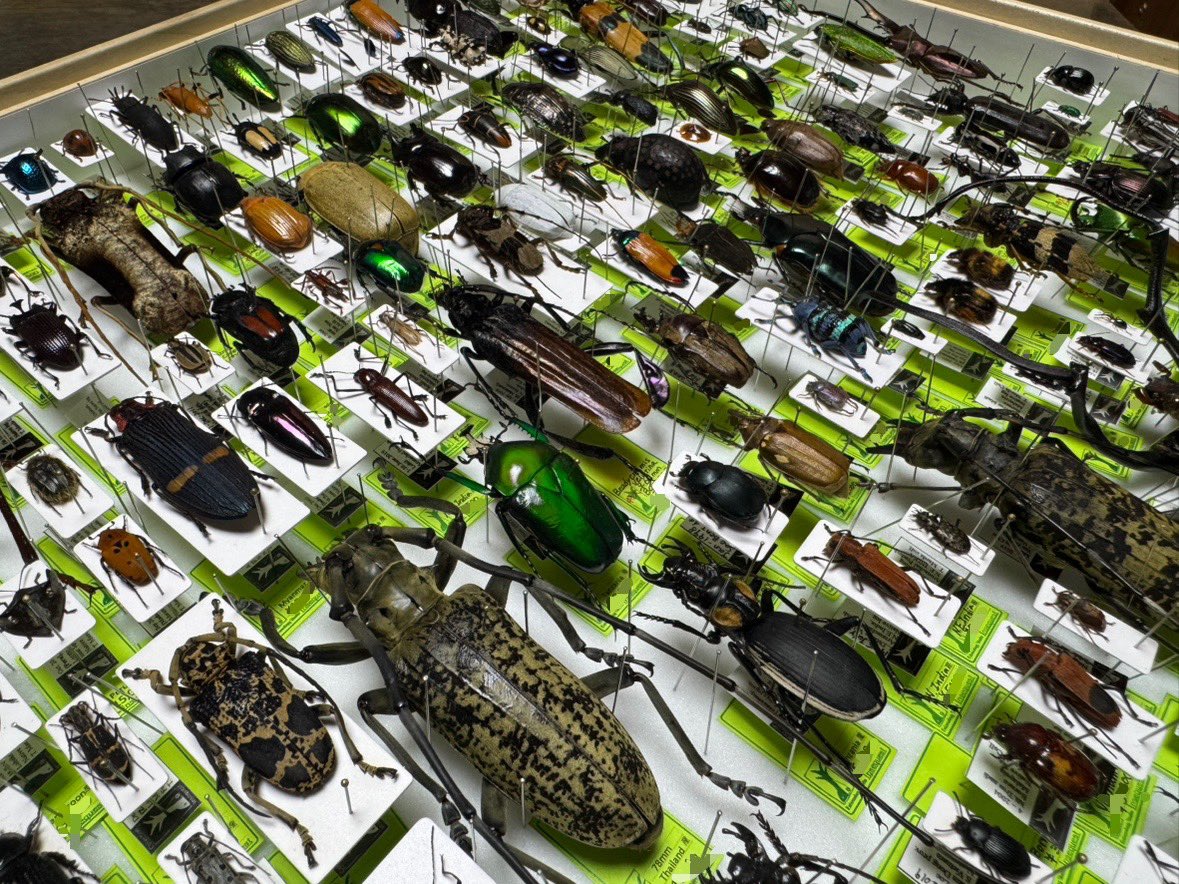 インセクエスト tweet media