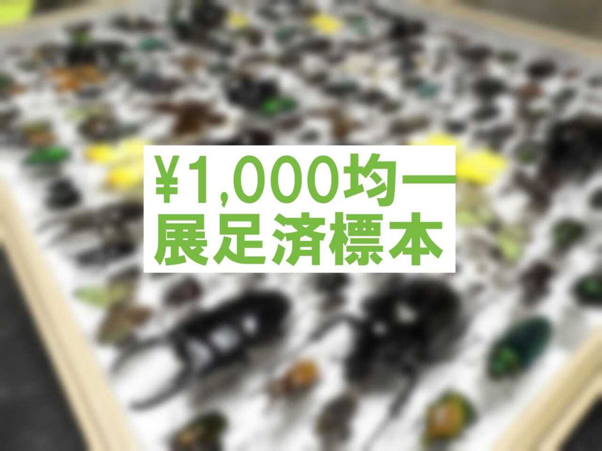 インセクエスト tweet media