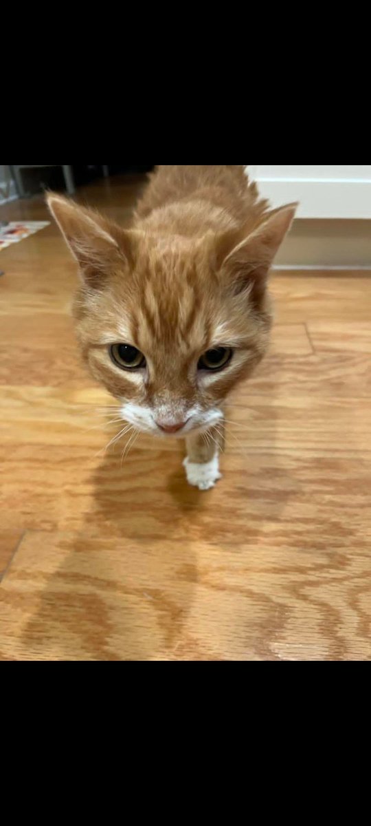Cat Cat (@CatCatt78) / Posts / X