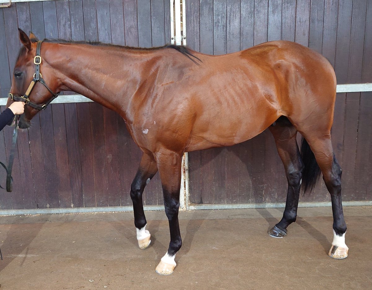 ペペロン tweet media