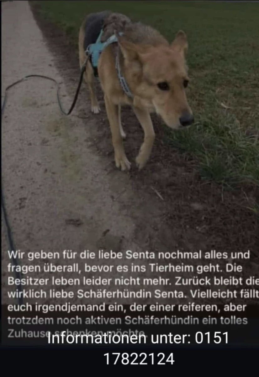 Post von Mines Züchterin (bei Heide/Dithmarschen). Also, falls wer wen weiß oder selbst Interesse an Senta hat, scheut euch nicht, anzurufen.