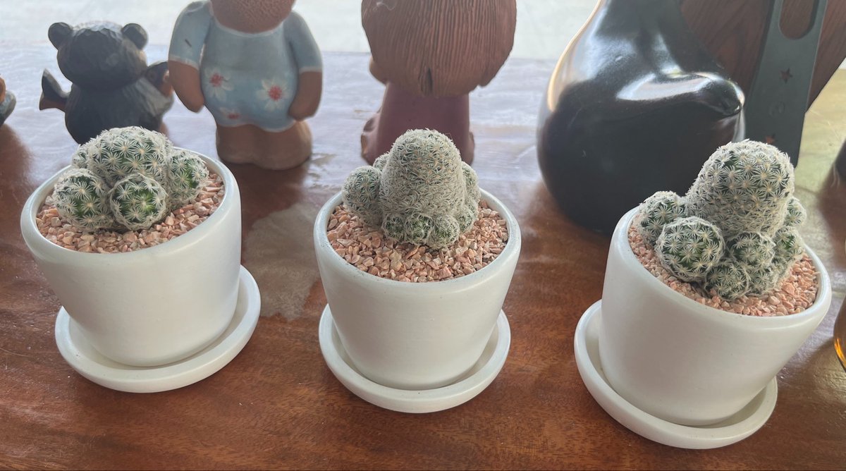 Era 🐍🪽 《 ARP 》 tweet media