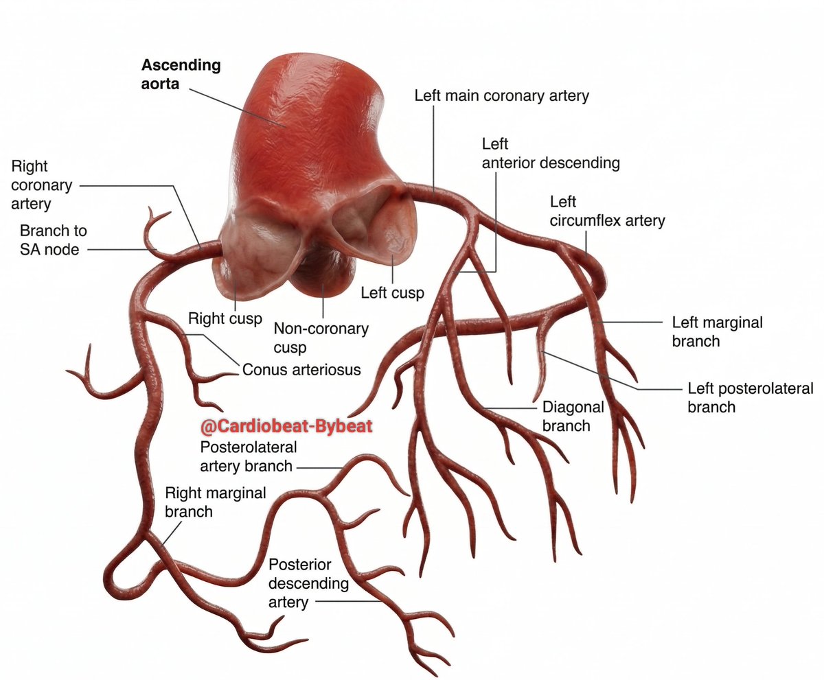 CardioBeat_'s tweet image. facebook.com/share/p/18YrQL…
Mastering Coronary Circulation: A High‑Yield Anatomical Overview
🎨
#Cardiology #CoronaryAnatomy #InterventionalCardiology