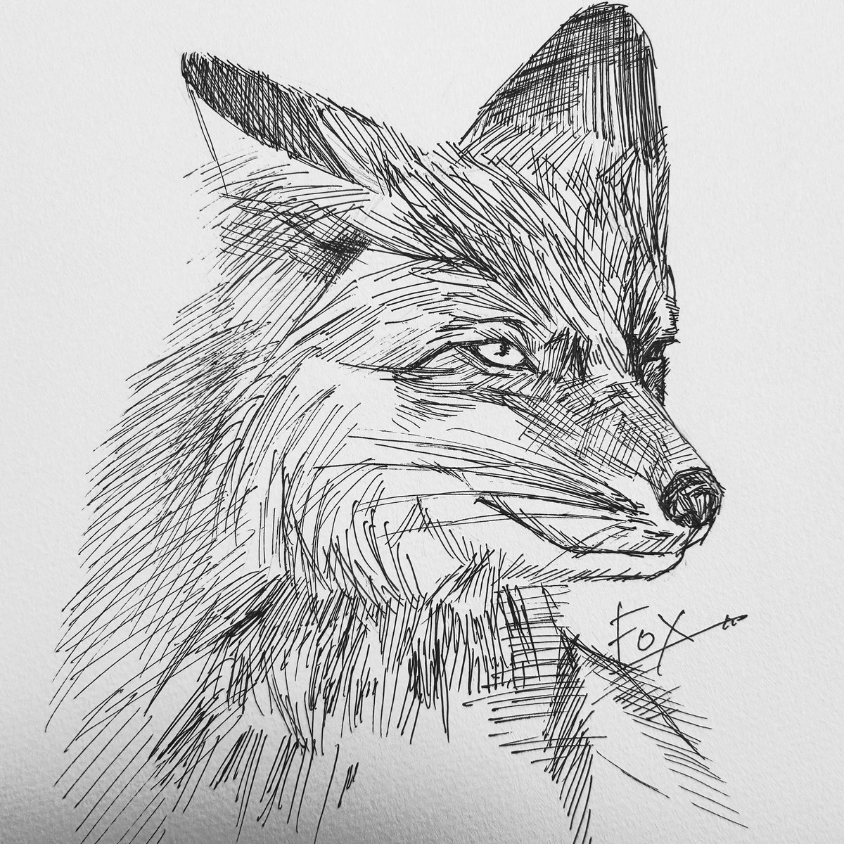 n0mr_32's tweet photo. FOX
#fox #模写 https://t.co/EYX5lJ2a2P