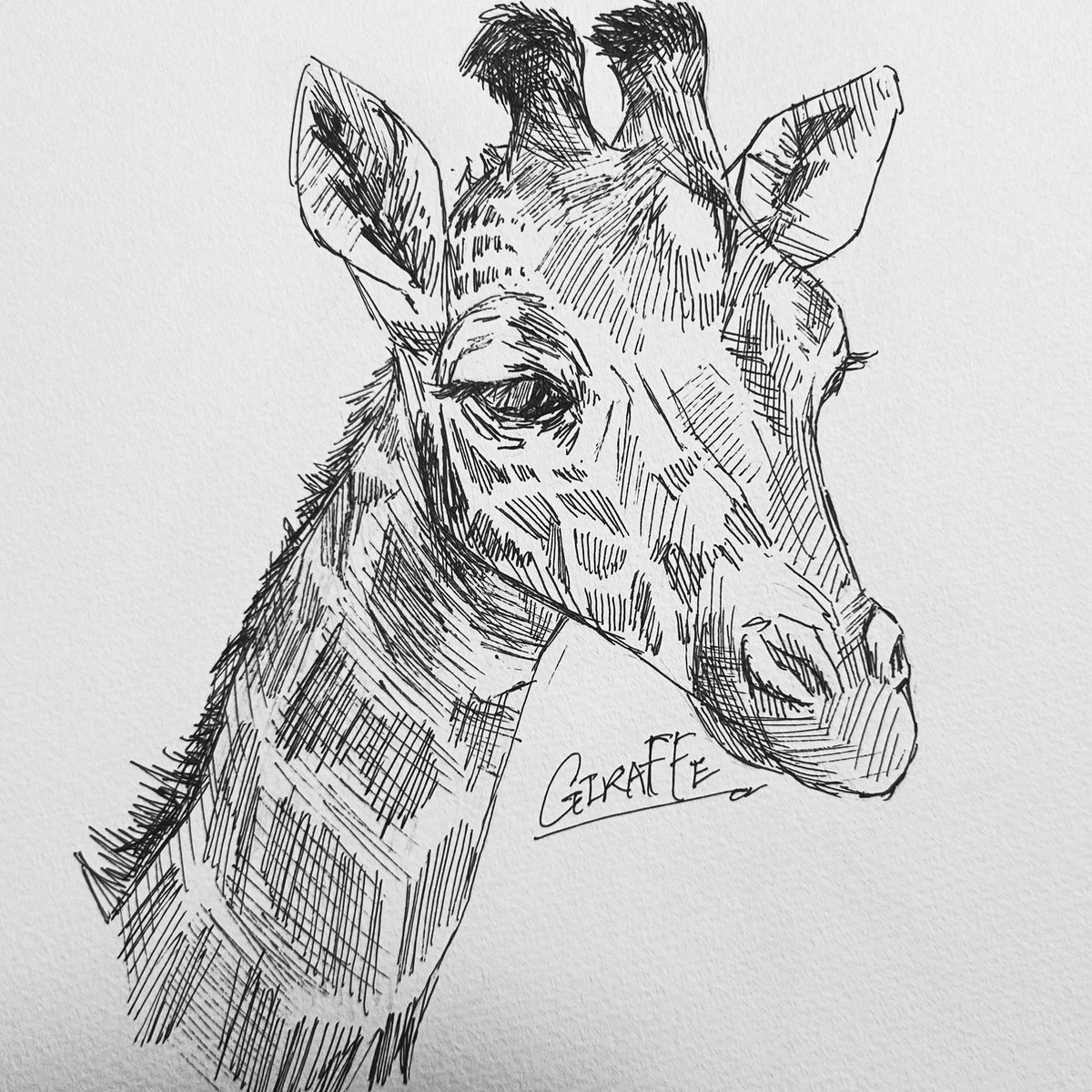 n0mr_32's tweet photo. GIRAFFE 
#giraffe #模写 https://t.co/5zej35pNn5