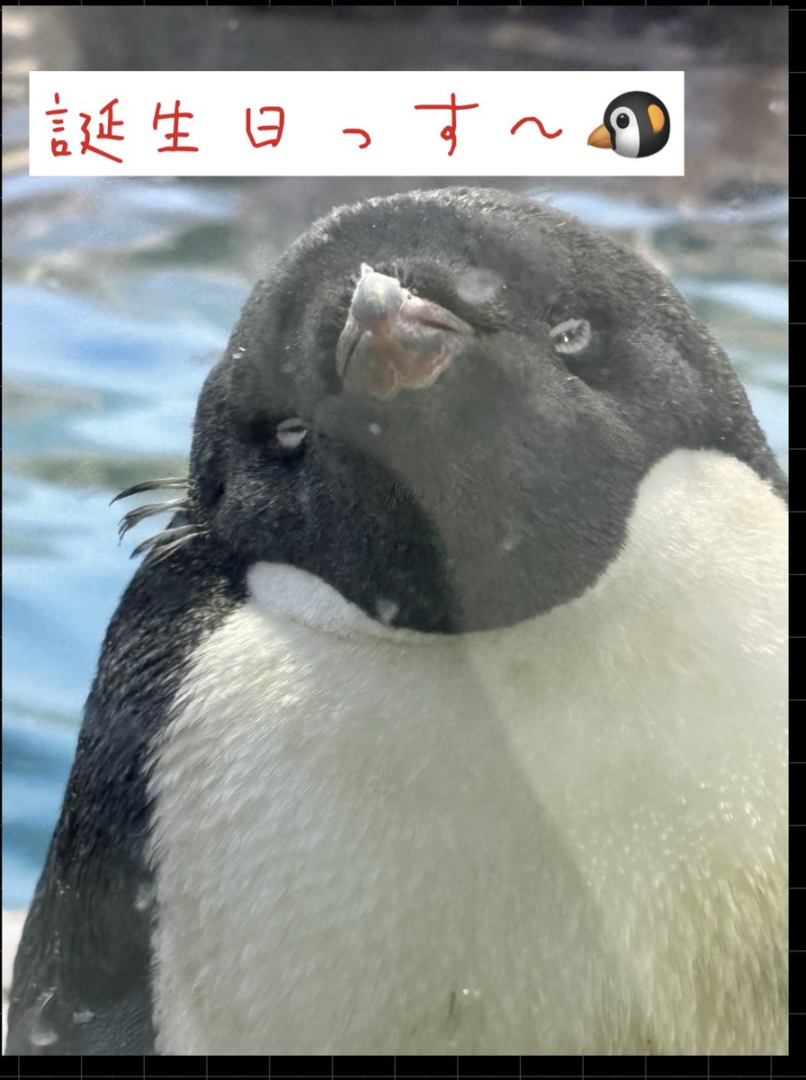 アデリー tweet media