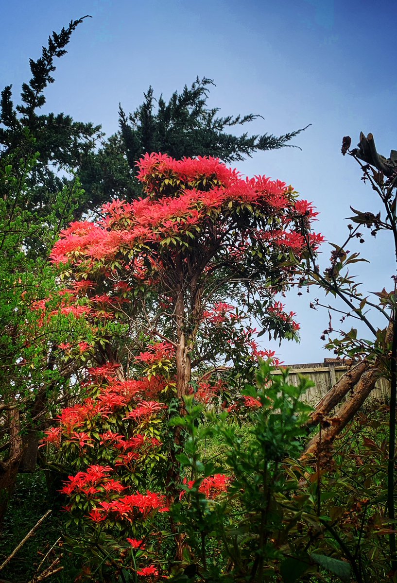 Forest Flame #garden #shrub #nature #forestflame #365Project 
#photography
#findyourepic
#Welshphotography
#iphone
Visit delweddauimages.co.uk