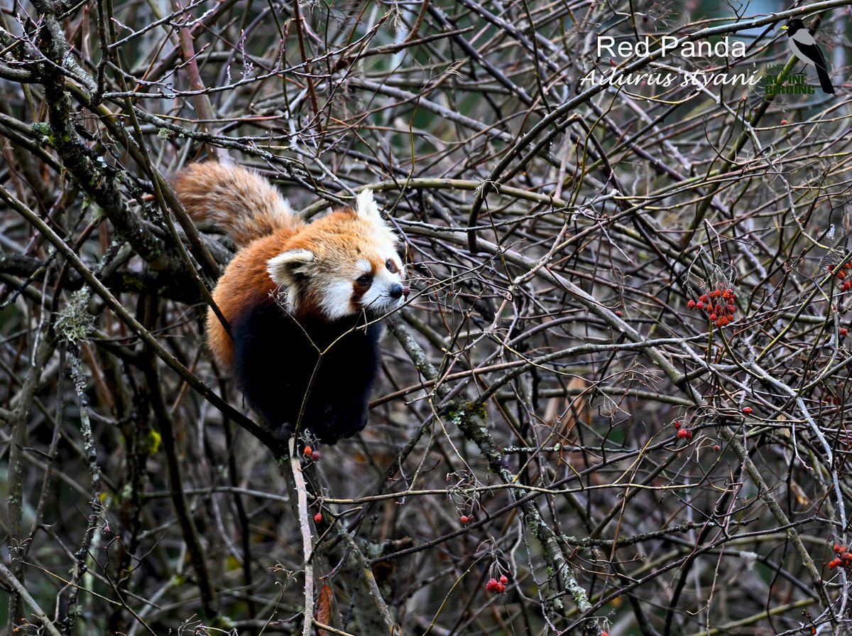 AlpinebirdingT's tweet photo. A Red Panda, sniffing, hopping, and then “hunting” for fruit — Sichuan, China.

#naturephotography
#China https://t.co/5xoVQrfX5Z