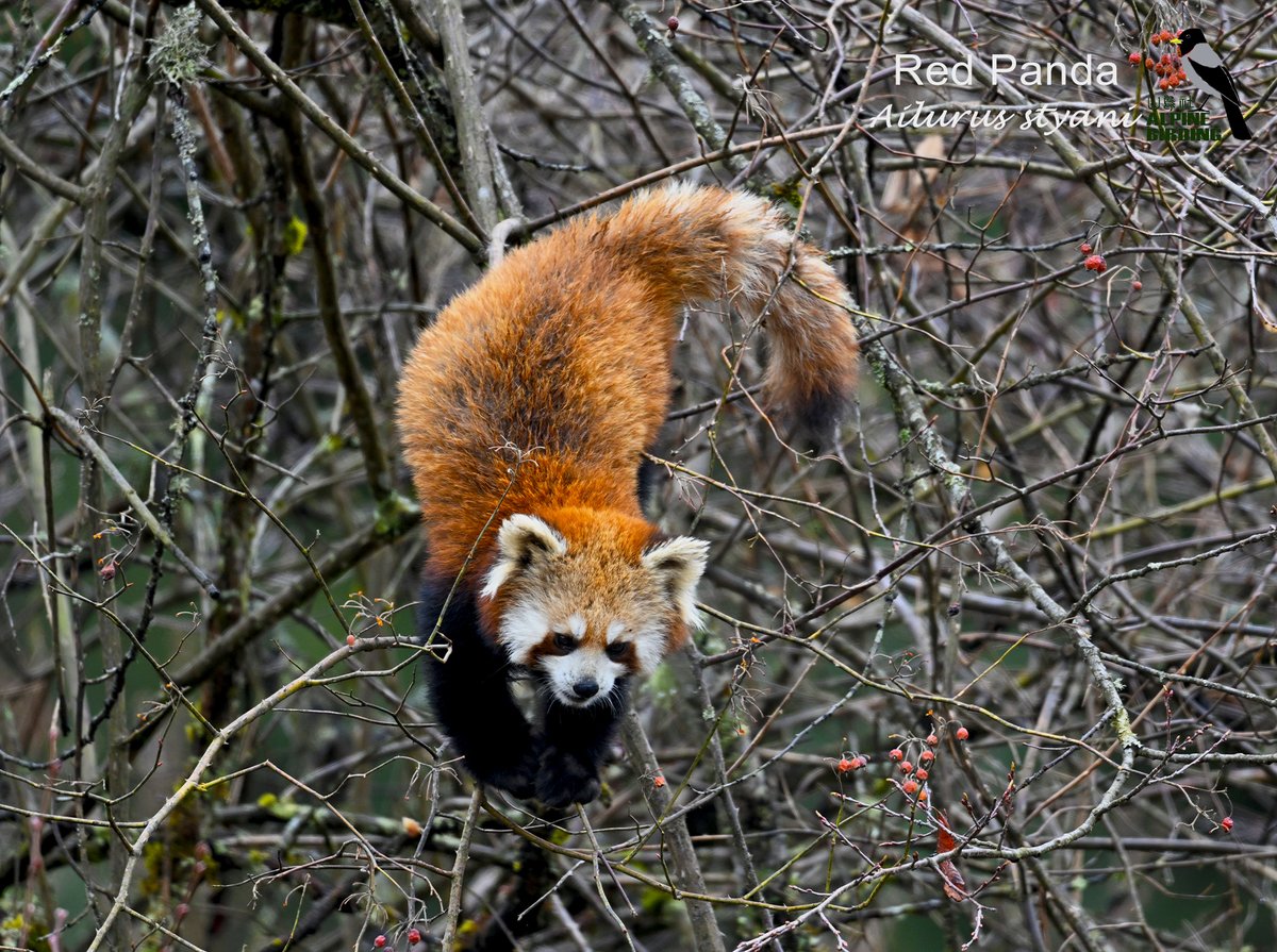 AlpinebirdingT's tweet photo. A Red Panda, sniffing, hopping, and then “hunting” for fruit — Sichuan, China.

#naturephotography
#China https://t.co/5xoVQrfX5Z