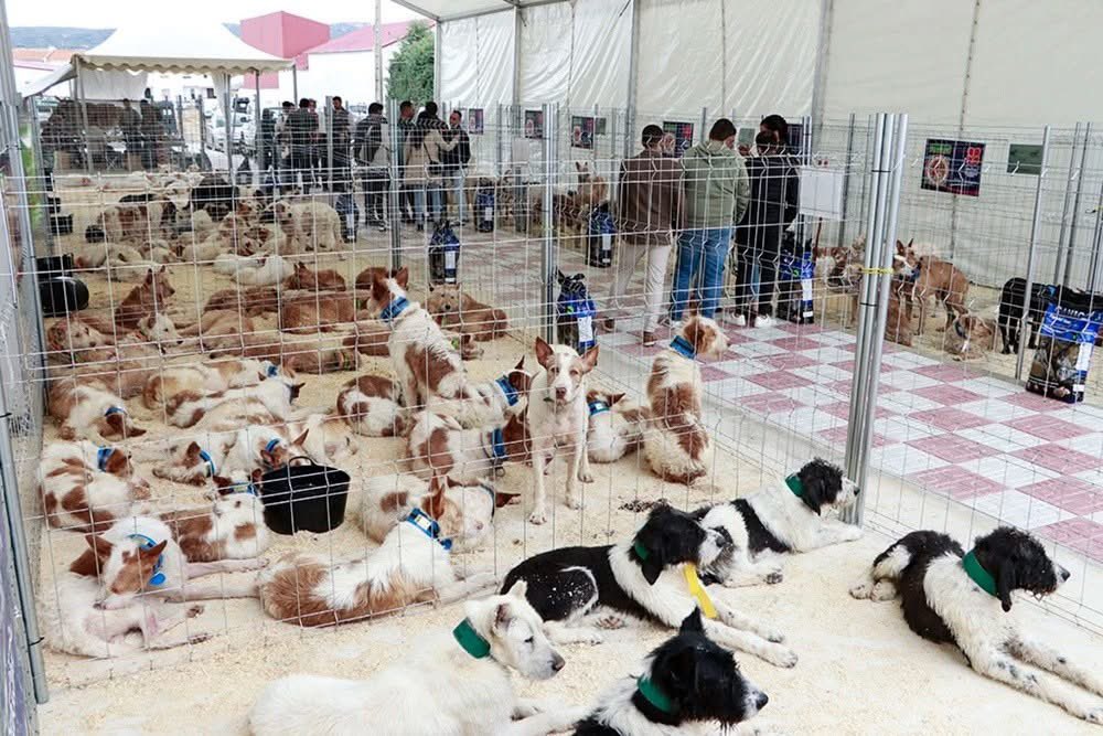 Plataforma NAC #NoALaCaza tweet media