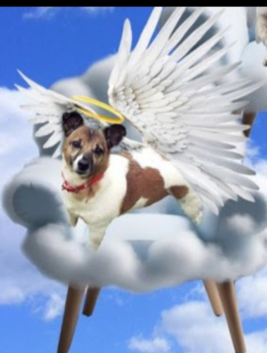 SuzyYoung24's tweet photo. Henllo me lovelies
Buddy here
Flying by to watch over mum Wiv Oreo off home soon Me need to sprinkle bit of sunshine warmth n love over ๐กour Dog friendly comfy safe home Mum Suzy we loves ya ๐ชฝ๏ฟฝ๏ฟฝ๐ผโโ๏ธ๐ชฝlots
#flybyfriday #AngelBuddy
#dogsoftwitter x #FurPals #AngelFurPals https://t.co/h8sNAFdBHU