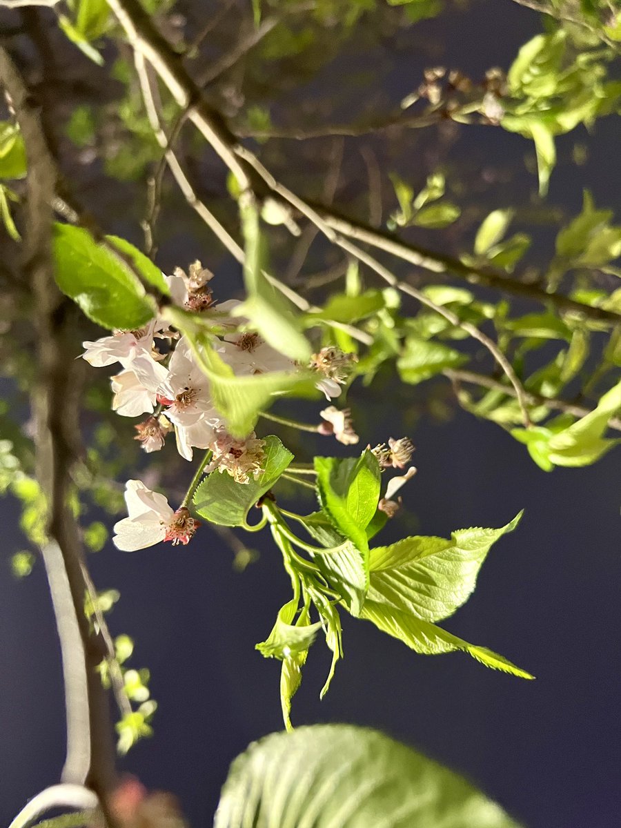 Radimo(レディモ) ！公式 tweet media