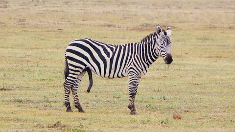 𝑽𝒂́𝒄𝒍𝒂𝒗 𝑼𝒓𝒃𝒂𝒏 tweet media