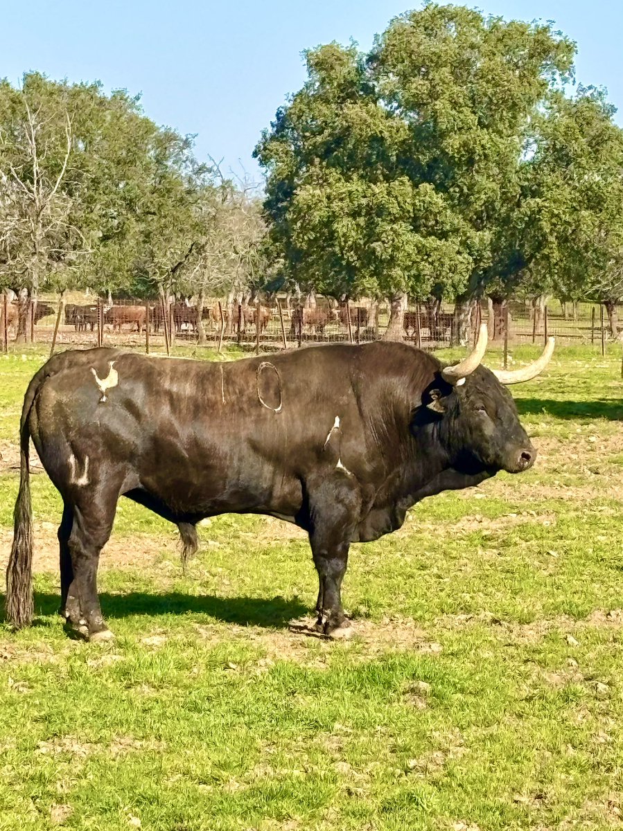 Pedraza de Yeltes tweet media