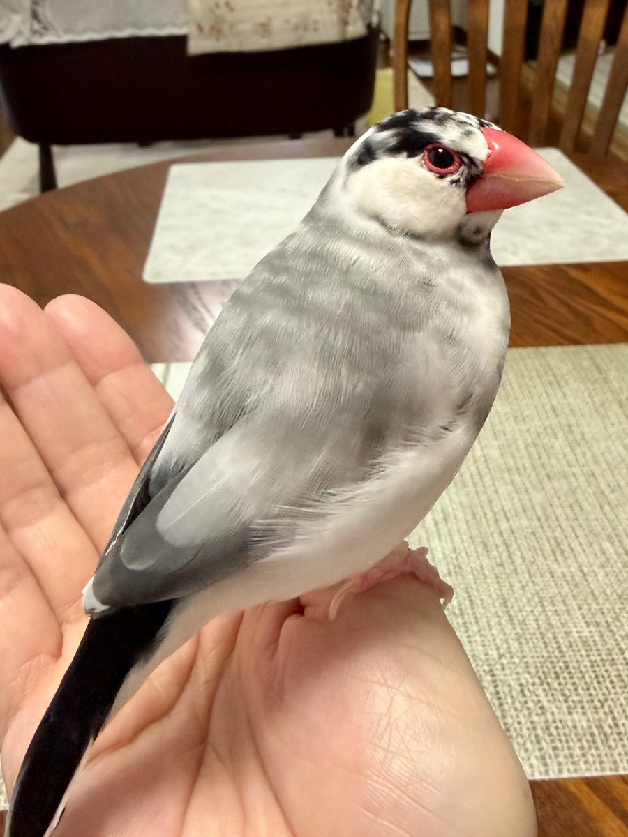 さくらんぼ tweet media