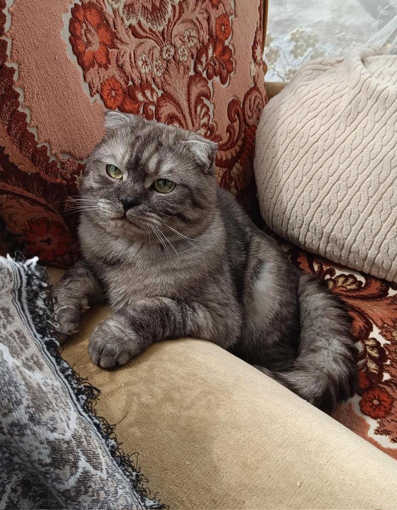 Ashita Pofyanak tweet media