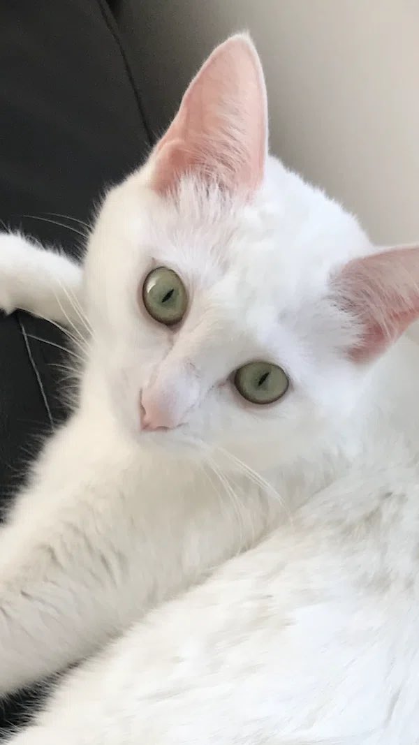 𝐻𝑎𝑧𝑢𝑘𝑖 tweet media