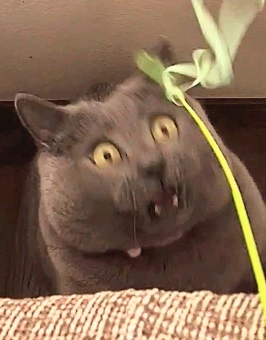 『Lupo』 tweet media