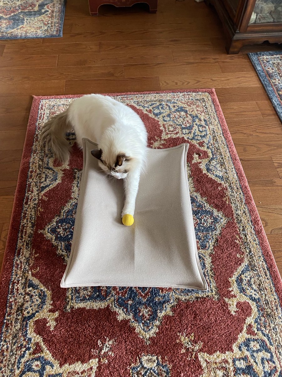 DaisyCatNine's tweet image. It’s #finallyFriday! Let’s play and read! #amreading #amwriting 

amazon.com/My-Life-Helen-…