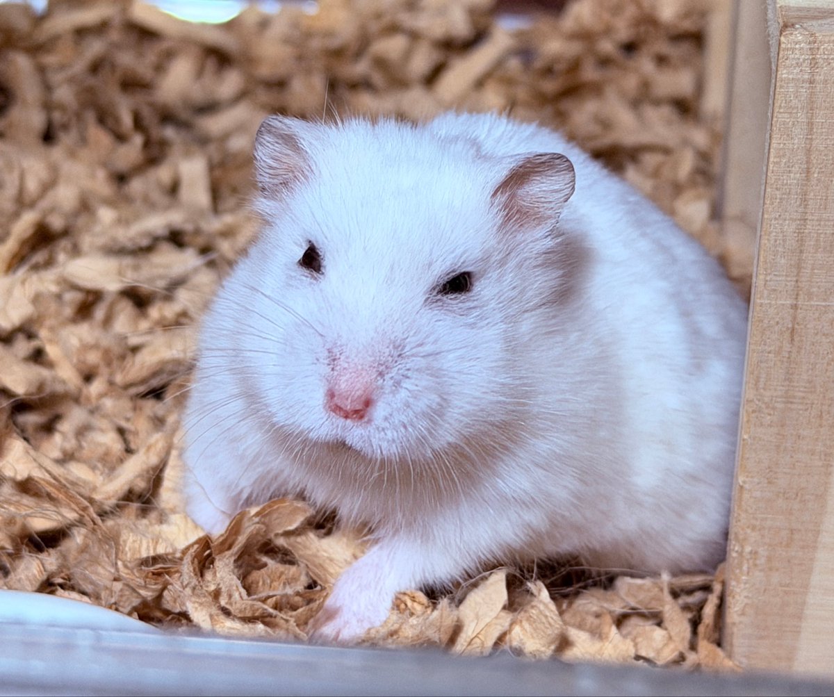 狐ラッセル🦊 tweet media