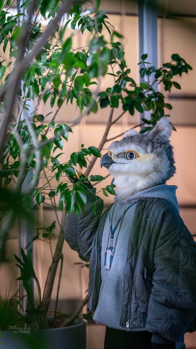 ふな/Funa➰🦉ケモエレ tweet media