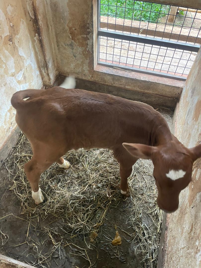 kingsley( VET) tweet media