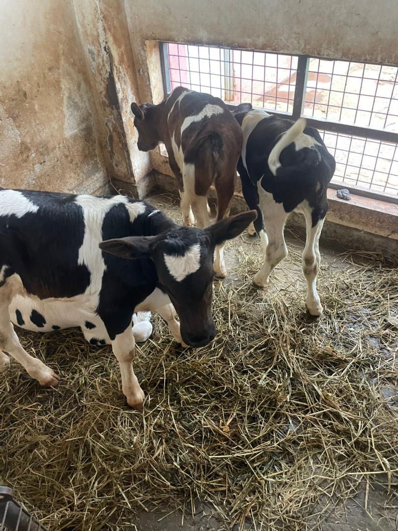 kingsley( VET) tweet media