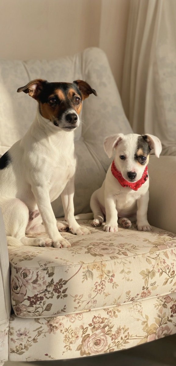 kerasus_Fb's tweet image. “Bugün biraz keyifsiz başladım güne… Ama bu iki minik dostum bana hatırlattı ki, bazen sadece yan yana olmak bile yeter. Küçük mutluluklar büyük ilaçmış. ❤️

#Köpeklerim #JackRussell #KüçükMutluluklar #EvcilHayvanlar
#Fenerbahçe