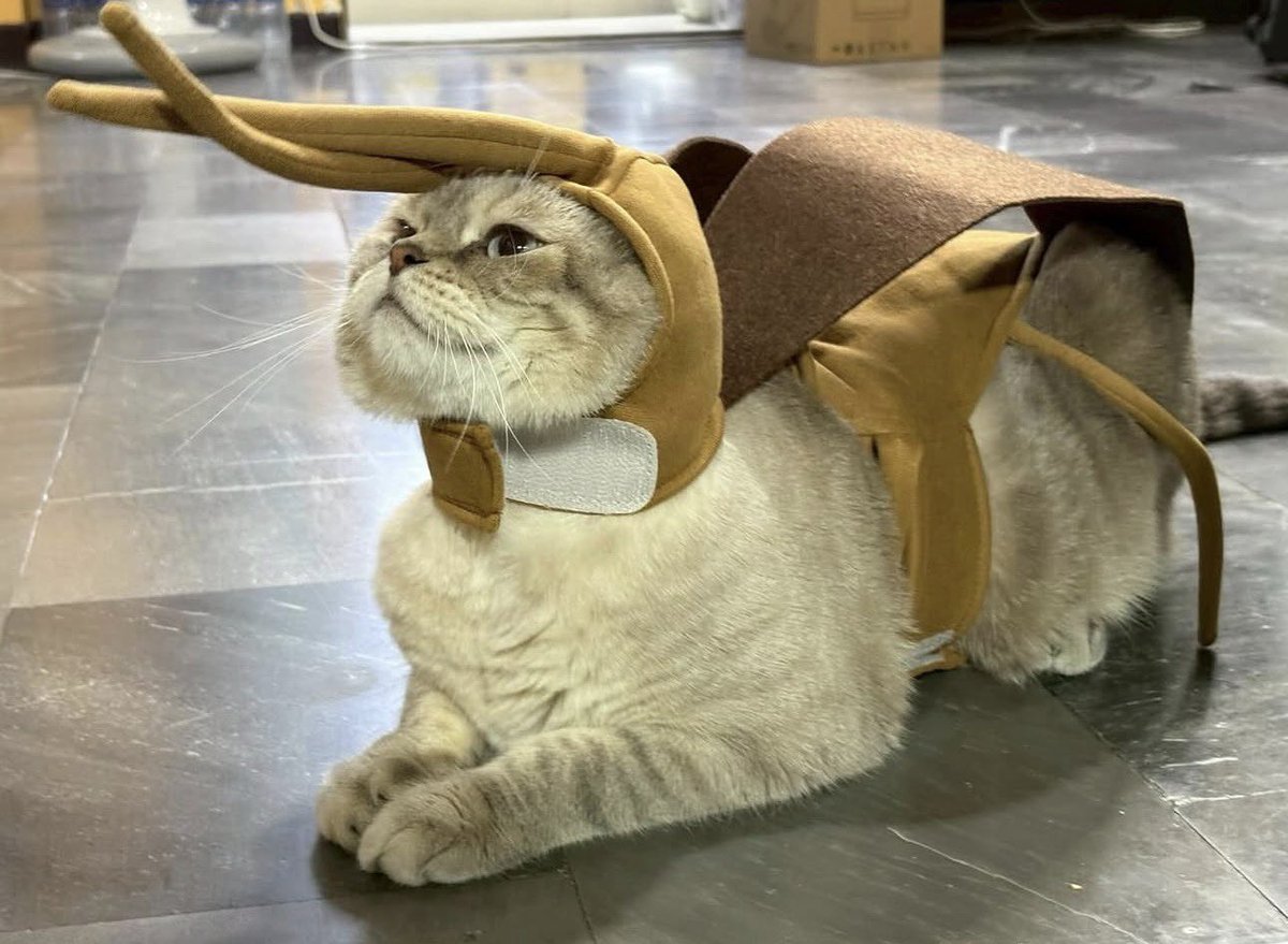 波留🇹🇭 ฮะหรุ tweet media