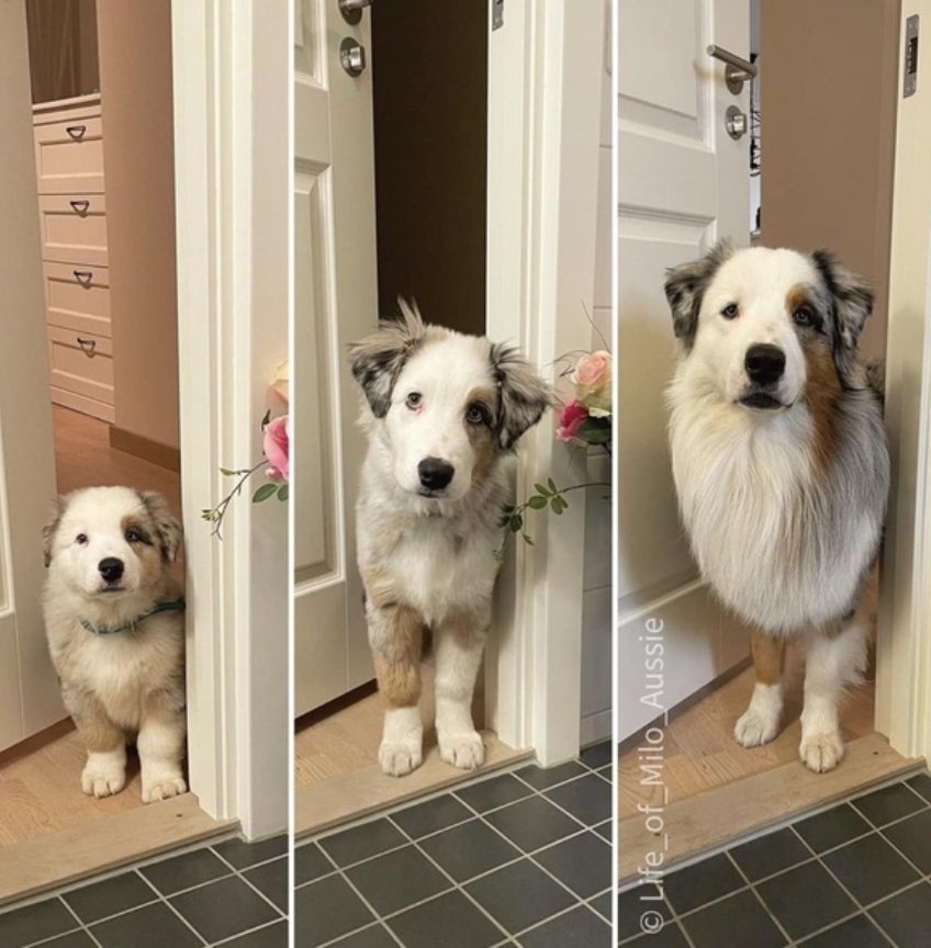 TweeetsOfDogs's tweet image. Over the years 🥰