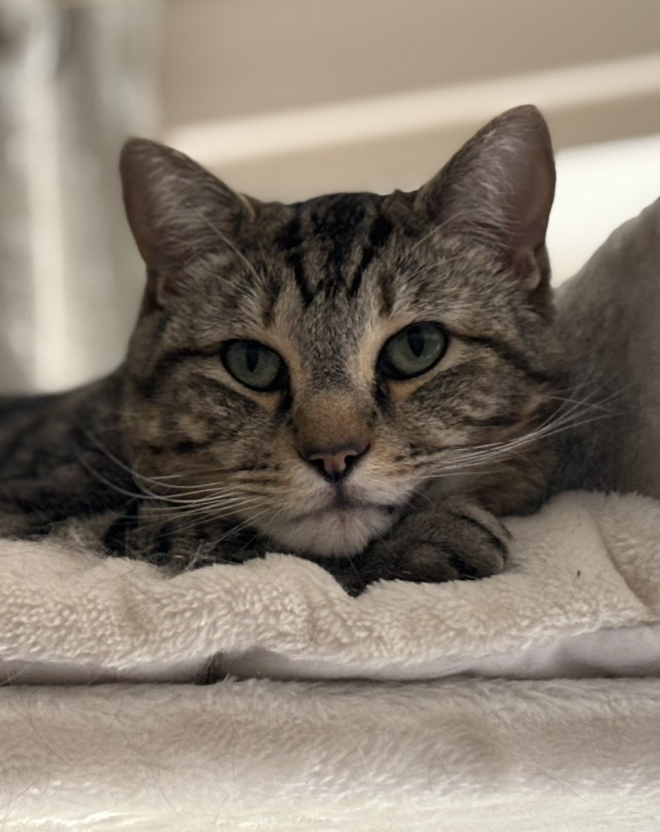 Teddy Bear - The Vicarage Meow 😺 tweet media