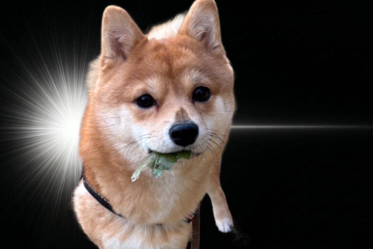 ばく🦔 tweet media