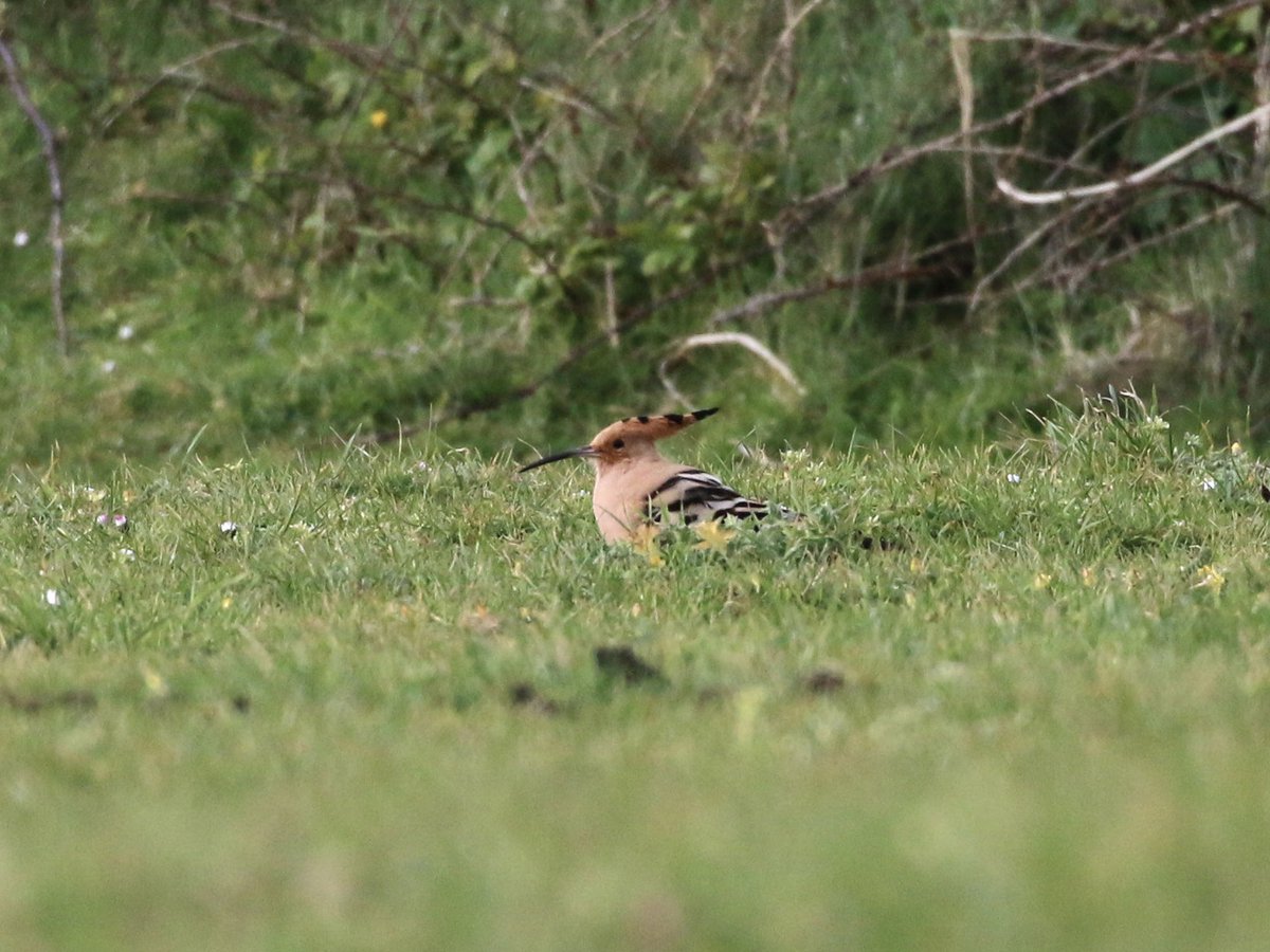 notbirdingnick's tweet photo. Final day of a family holiday in Cornwall and another early morning coastal walk came up with the goods - a Hoopoe in and around the gardens at Bass Point, which showed pretty well in the end! A much-wanted self-found tick. https://t.co/sLGRLhiykJ