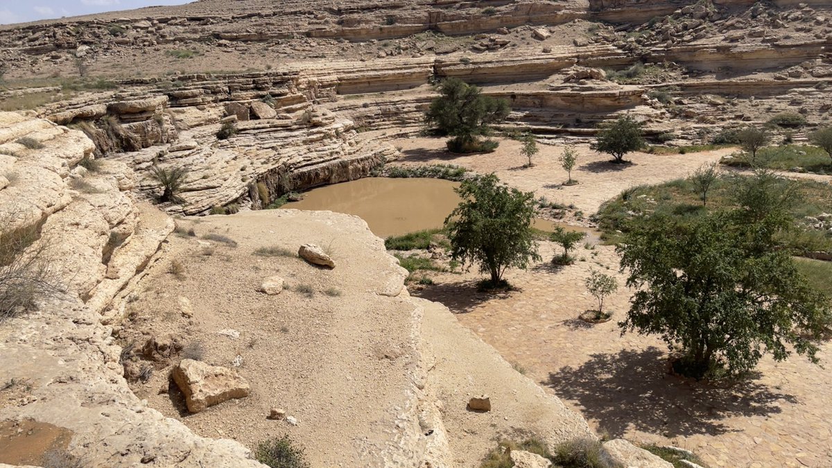 فهيد بن فارس tweet media