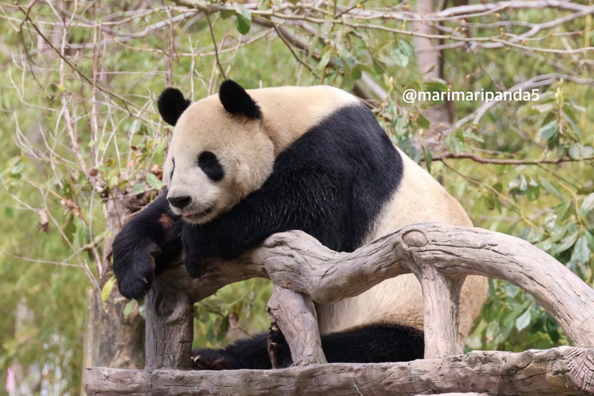 まりまり☆パンダ tweet media