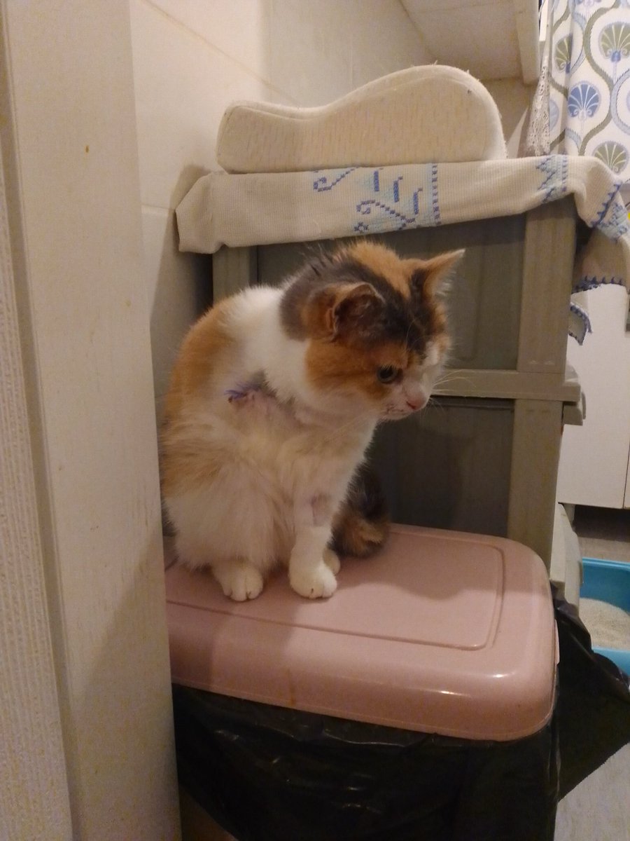 Mehtap Hamiş tweet media