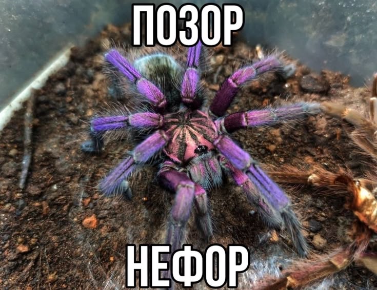 вампирица⚢ tweet media