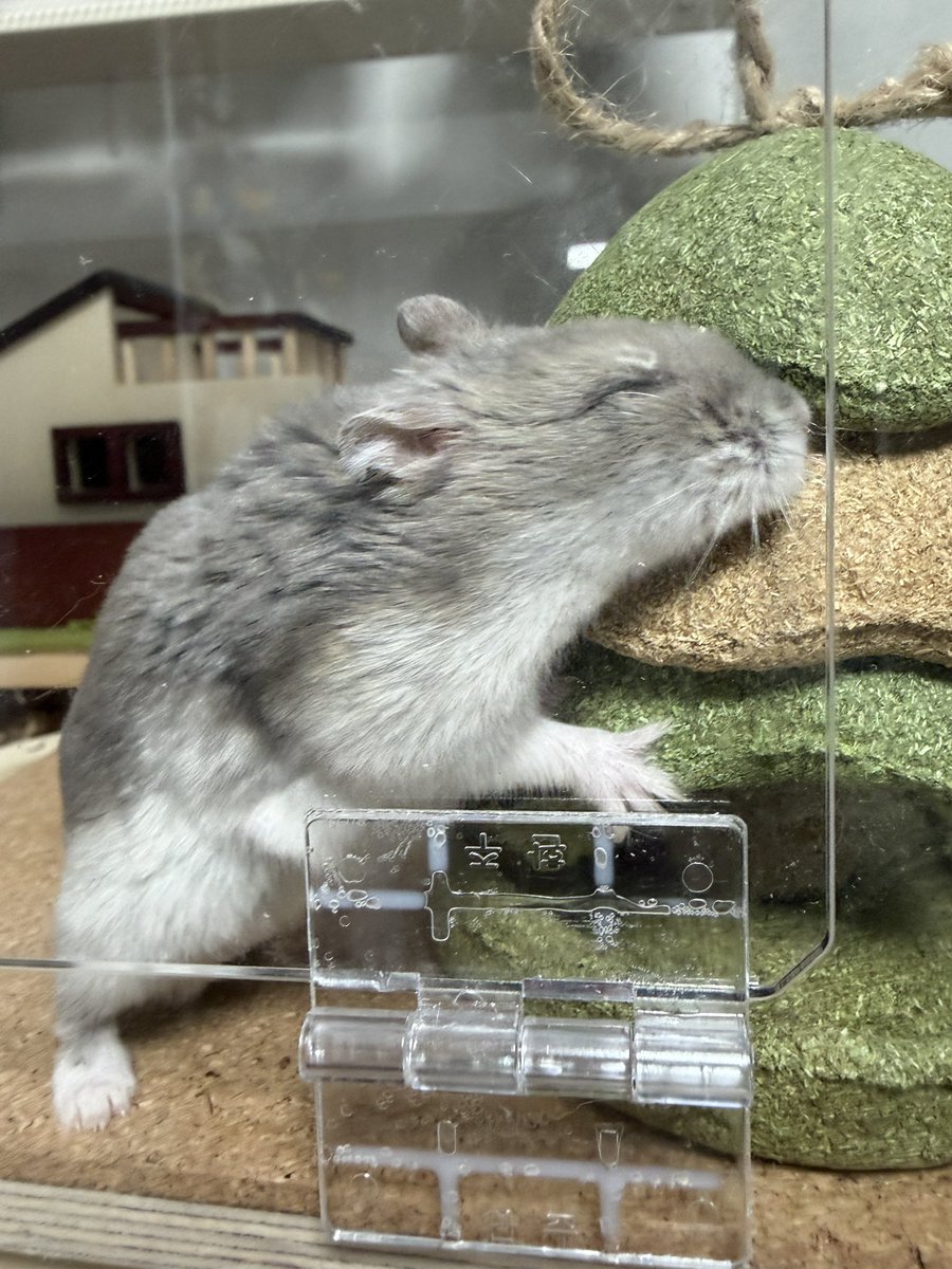 🥟두두🌱 tweet media