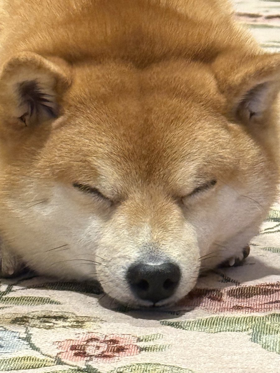 お柴のゴン tweet media