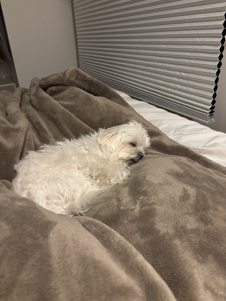 もじゅ tweet media